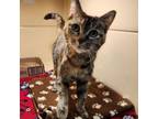 Adopt Gucci a Domestic Short Hair