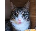 Adopt Larissa a Domestic Short Hair