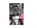 Adopt Felicia's Charmers: Rosey a Great Pyrenees, Australian Cattle Dog / Blue
