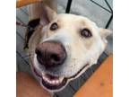 Adopt Sakee a Shepherd, Labrador Retriever