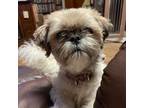 Adopt Daisy a Shih Tzu