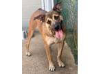 Adopt Jazzy 23D-0293 a Terrier