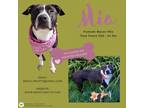 Adopt Mia a Boxer
