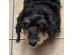 Adopt Thelma RT a Dachshund, Terrier