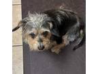Adopt Louise RT a Terrier, Poodle