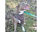 Adopt Sashi JI a Staffordshire Bull Terrier