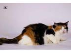 Adopt Jessey a Egyptian Mau, Persian