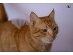 Adopt Lucy a Egyptian Mau