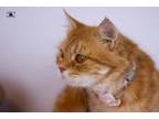 Adopt Dolly a Egyptian Mau, Persian