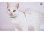 Adopt Rita a Persian, Turkish Angora
