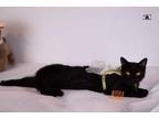 Adopt Blackie a Egyptian Mau, Persian