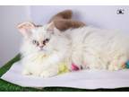 Adopt Jewel no cats dogs a Persian