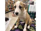 Adopt Mrs Goof a Schnauzer, Mixed Breed