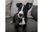 Adopt Clarabelle Cow a Schnauzer, Mixed Breed