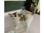 Adopt Zaniba a Domestic Short Hair, Siamese