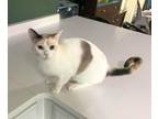 Adopt Chihiro a Domestic Short Hair, Siamese