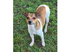 Adopt Sadie a Terrier