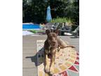 Adopt Kelsey a Doberman Pinscher, Labrador Retriever