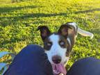 Adopt Tilly, fka Gremlin a Border Collie, Saint Bernard