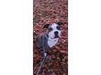 Adopt AC Missy ( Brindle Female ) a American Staffordshire Terrier