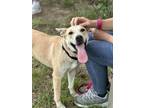 Adopt Susie a Labrador Retriever, Shepherd