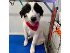 Adopt Matilda- Pyrenees_3 a Great Pyrenees