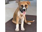 Adopt Thelma a Labrador Retriever, Boxer
