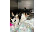 Adopt Teener a Domestic Short Hair