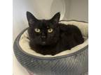Adopt Wilma a Domestic Short Hair