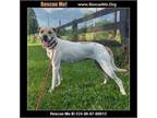 Adopt Delilah a Labrador Retriever