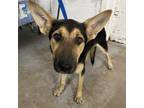 Adopt Sister a German Shepherd Dog
