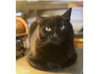 Adopt Pennie a Manx