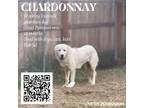 Adopt Chardonnay a Great Pyrenees, Anatolian Shepherd