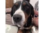Adopt Janet a Greater Swiss Mountain Dog
