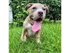 Adopt Rainbow Roll a Staffordshire Bull Terrier