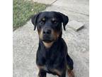 Adopt Astrid a Rottweiler