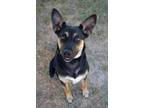 Adopt MJ a German Shepherd Dog, Mixed Breed