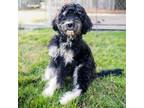 Adopt Indianola a Golden Retriever, Poodle