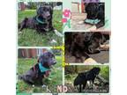 Adopt Kendra a Collie