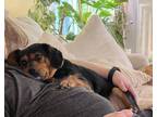 Adopt Pheobe a Beagle, Mixed Breed