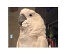 Adopt Haley a Cockatoo