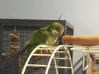 Adopt Ruthie a Parakeet (Other)