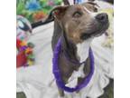 Adopt Sage a Retriever, Terrier
