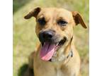 Adopt Sugar a Labrador Retriever