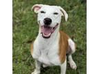 Adopt Lulu (COH-A-9813) a Mixed Breed