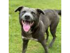 Adopt SALLYmander (COH-A-10033) a Mixed Breed
