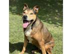 Adopt Kaya: COH-A-10047 a Mixed Breed, German Shepherd Dog