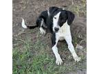 Adopt Daisy a Pointer, Mixed Breed