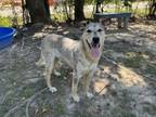 Adopt Kalypso a Mixed Breed