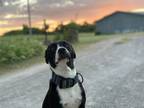 Adopt Eloise a Pit Bull Terrier, Mixed Breed